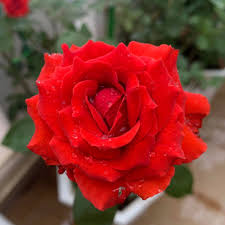 Product Info Image 2